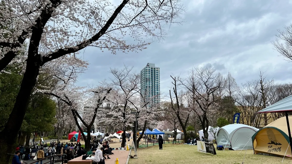 Cherry blossoms in full bloom at Shinjuku Central Park