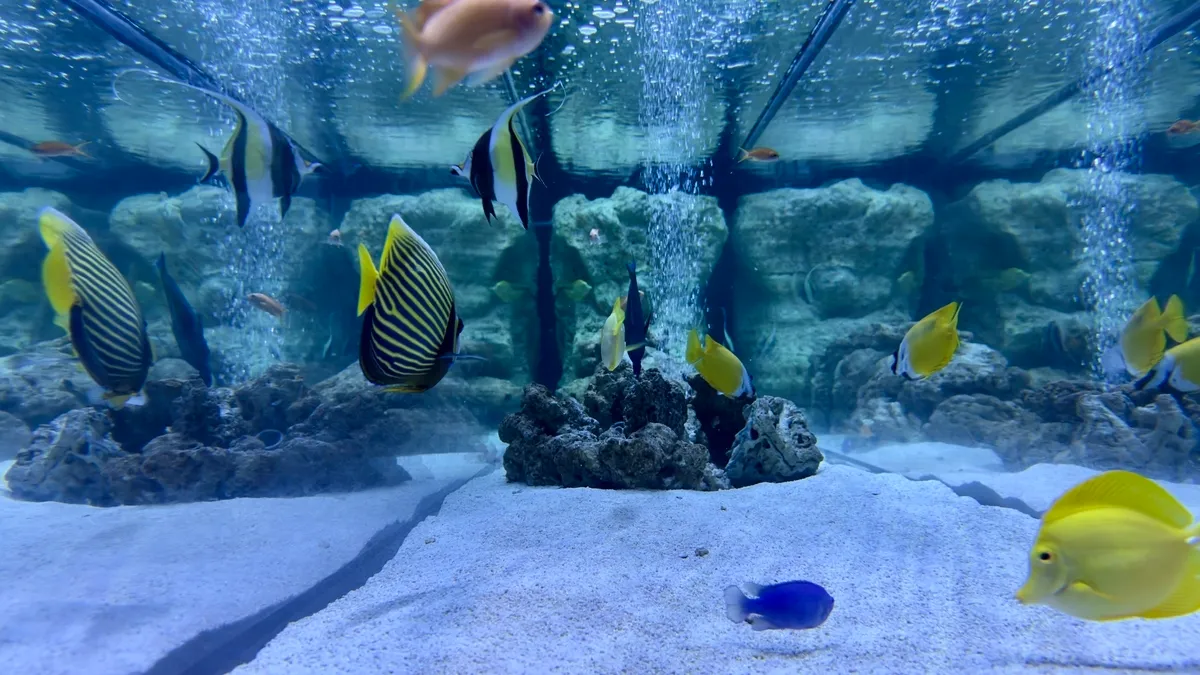 Small Fish