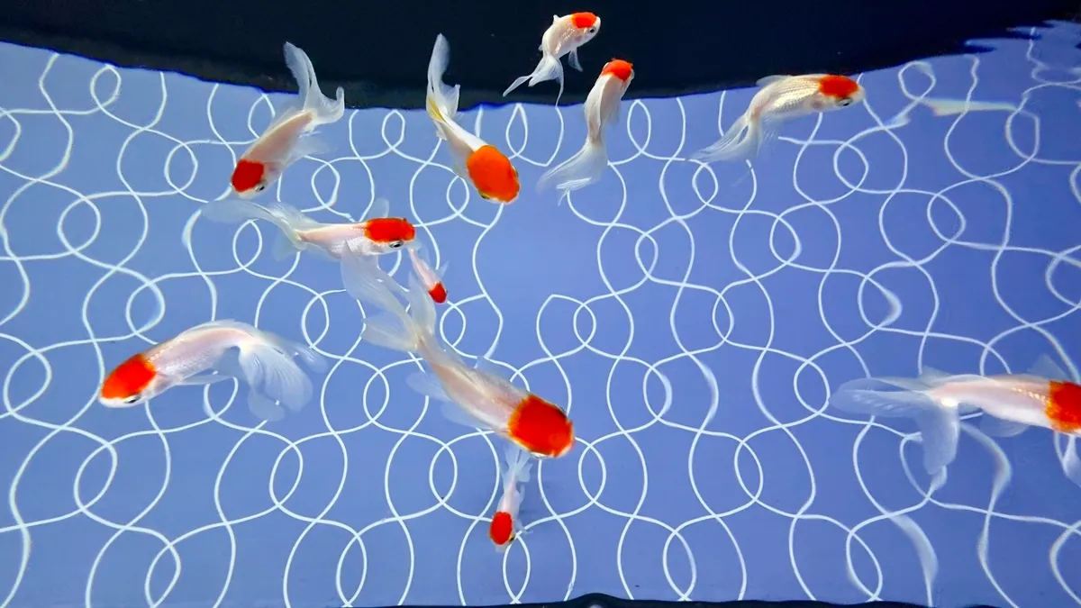 Goldfish
