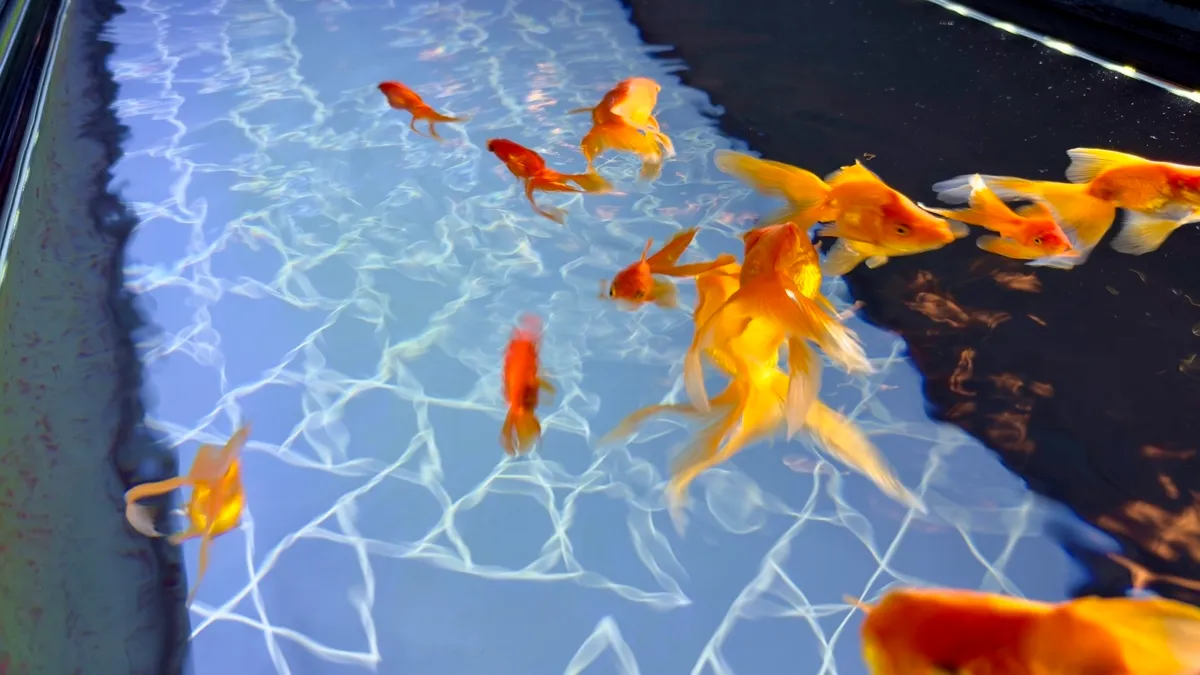 Goldfish