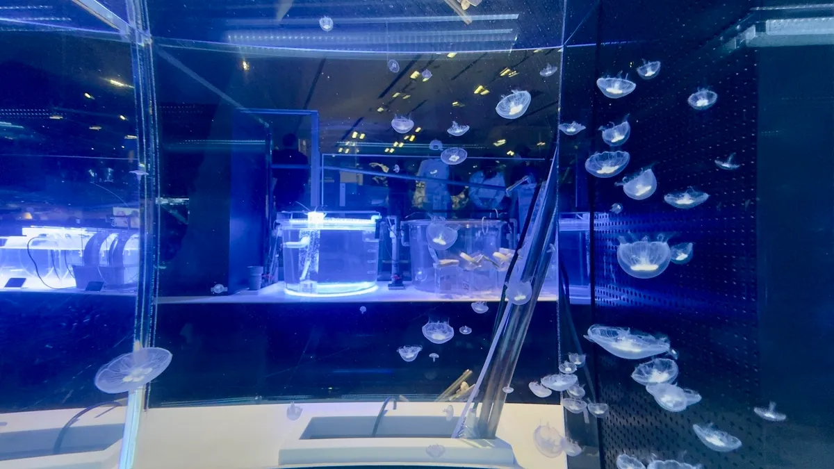 Jellyfish Cultivation Tank