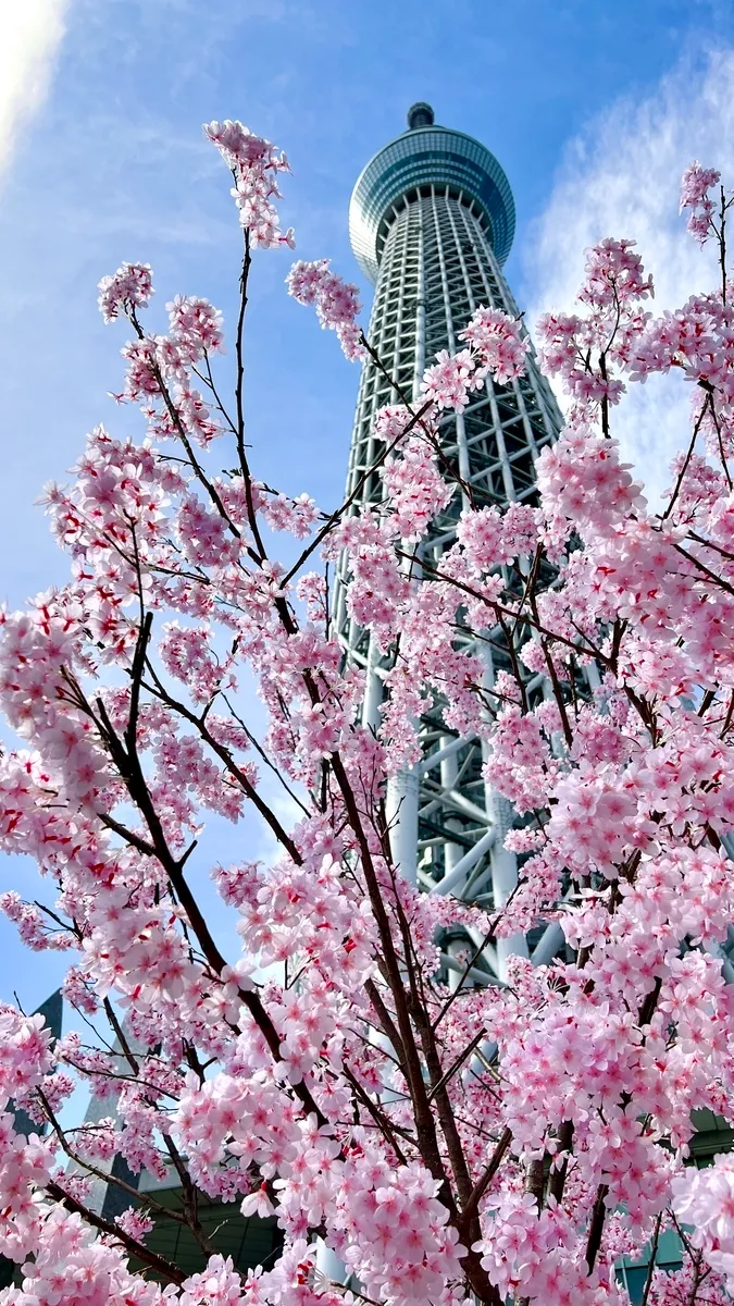 Cherry Blossoms and Tokyo Skytree