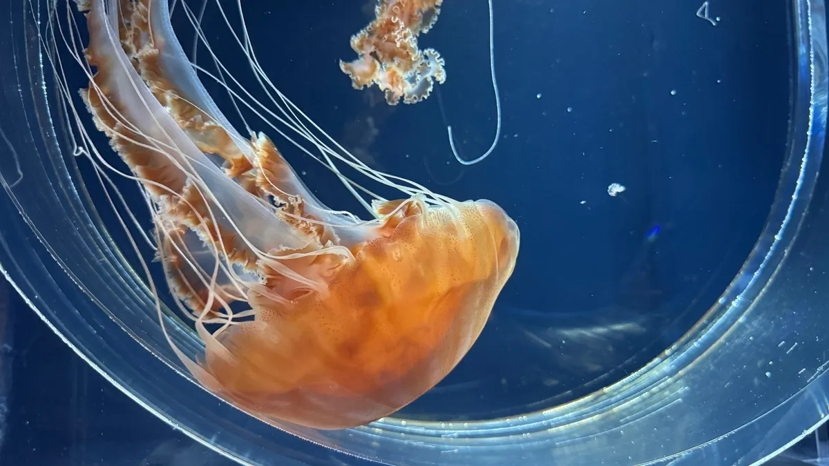 Jellyfish