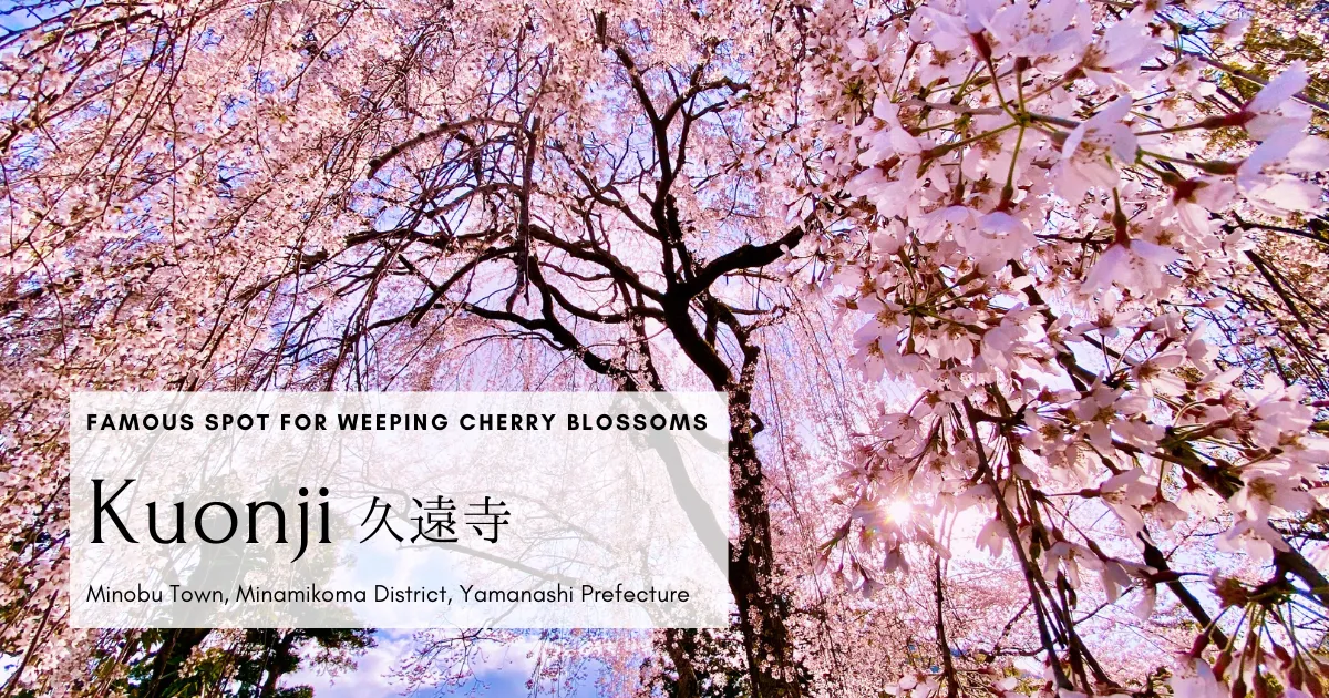 The beauty of Japanese cherry blossoms is at its peak here. Minobusan Kuonji Temple “Giant Weeping Cherry Blossom”
